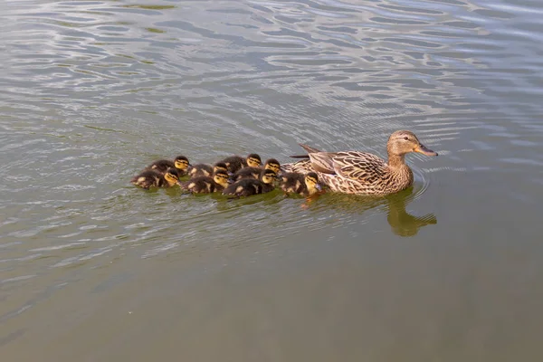 Pato Nada Estanque Hay Pequeños Patos Alrededor Foto Naturaleza Salvaje — Foto de Stock