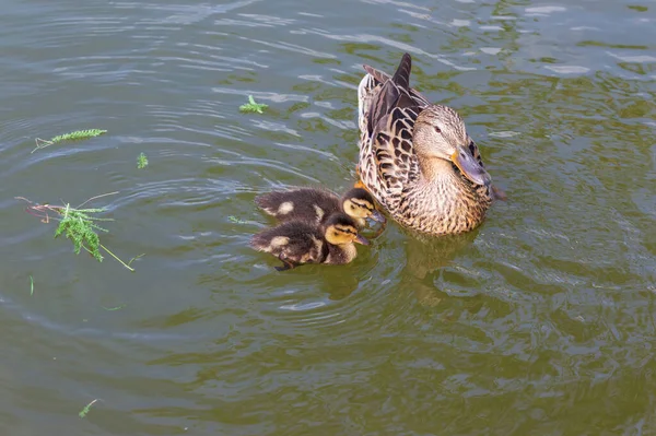 Pato Nada Lagoa Pequenos Patos Seu Redor Foto Natureza Selvagem — Fotografia de Stock