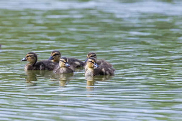Kleine Enten Schwimmen Einer Gruppe Teich Entlang Foto Von Wilder — Stockfoto