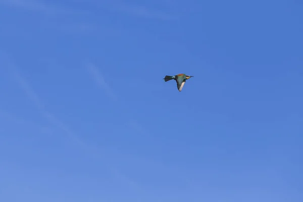 Merops Apiaster Pájaro Colorido Come Abejas Naturaleza Vuela Sobre Prado — Foto de Stock