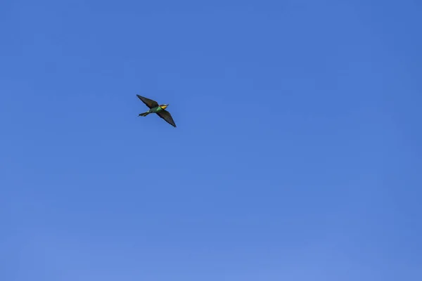 Merops Apiaster Pássaro Colorido Comedor Abelhas Natureza Voa Sobre Prado — Fotografia de Stock