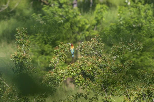 Merops Apiaster Avrupa Arı Yiyen Güzel Bir Yeşil Arka Planda — Stok fotoğraf