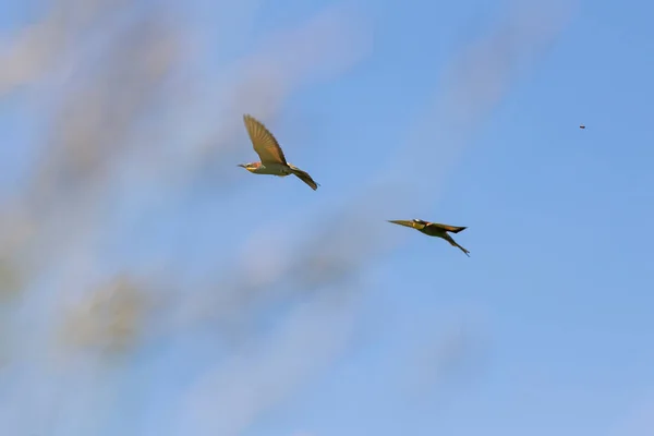 Merops Apiaster Oiseau Coloré Mangeur Abeilles Dans Nature Survole Une — Photo