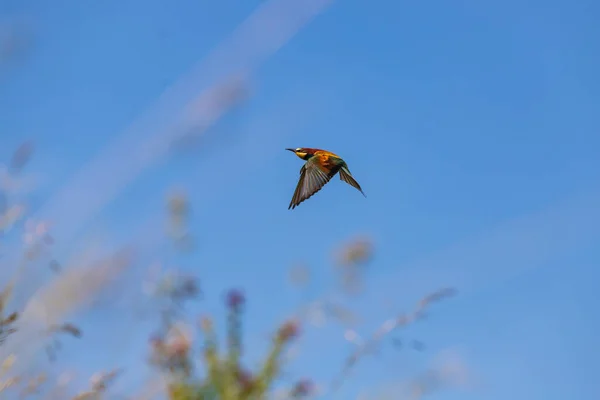 Merops Apiaster Pássaro Colorido Comedor Abelhas Natureza Voa Sobre Prado — Fotografia de Stock