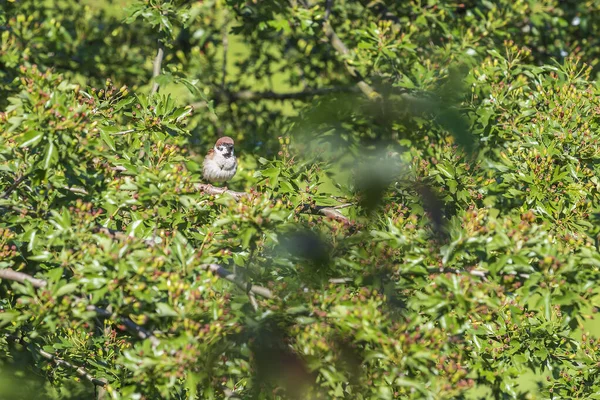 Merops Apiaster Avrupa Arı Yiyen Güzel Bir Yeşil Arka Planda — Stok fotoğraf