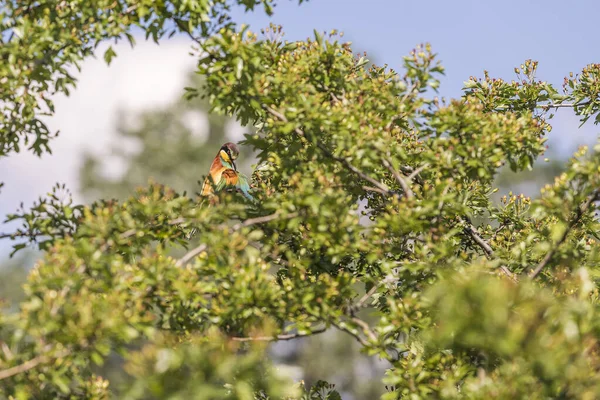 Merops Apiaster Avrupa Arı Yiyen Güzel Bir Yeşil Arka Planda — Stok fotoğraf