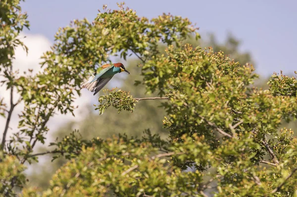 Merops Apiaster Oiseau Coloré Mangeur Abeilles Européennes Sur Beau Fond — Photo