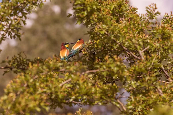 果子酱 欧洲食蜂鸟 色彩艳丽 背景为绿色 有美丽的肉饼 野生生物照片 — 图库照片
