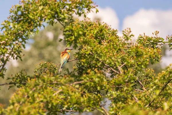 Merops Apiaster Европейская Пчелоед Красочная Птица Красивом Зеленом Фоне Красивым — стоковое фото