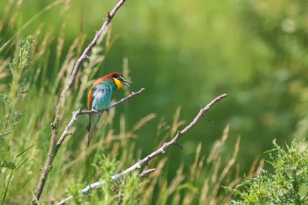 잡이새는 아름다운 배경의 새입니다 — 스톡 사진