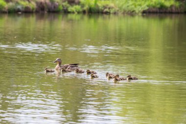 Ördek gölette yüzüyor ve etrafında küçük ördekler var. Vahşi doğanın fotoğrafı..