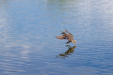 Ördek göletin suyuna iner ve kanatlarını uzatır. Onun görüntüsü suya yansıyor. Vahşi doğanın fotoğrafı..