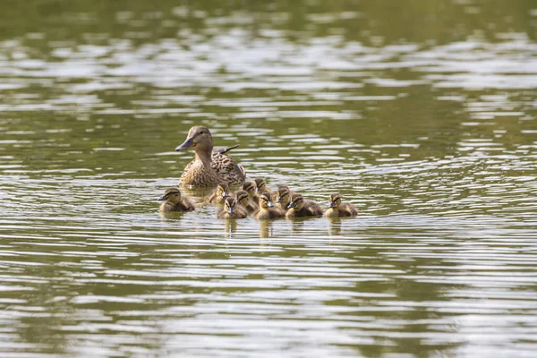 Pato Nada Estanque Hay Pequeños Patos Alrededor Foto Naturaleza Salvaje — Foto de Stock