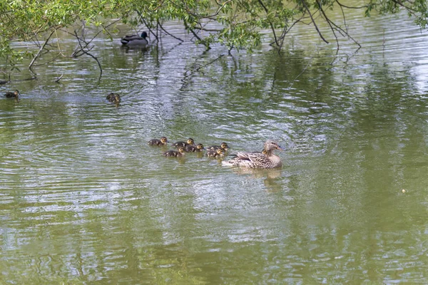 Pato Nada Estanque Hay Pequeños Patos Alrededor Foto Naturaleza Salvaje — Foto de Stock