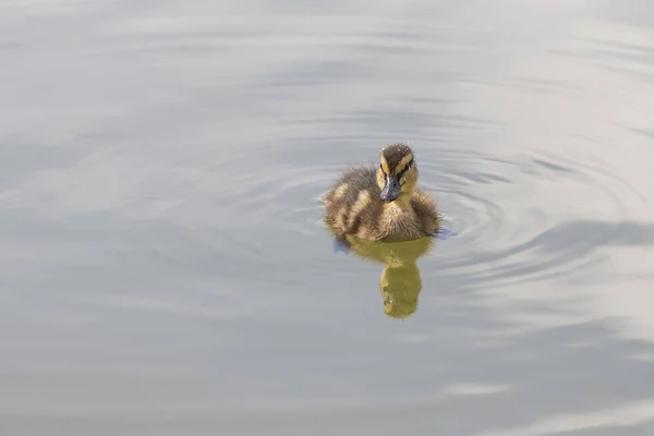 Piękna Mała Kaczka Pływa Wodzie Stawu Jego Wizerunek Odbija Się — Zdjęcie stockowe