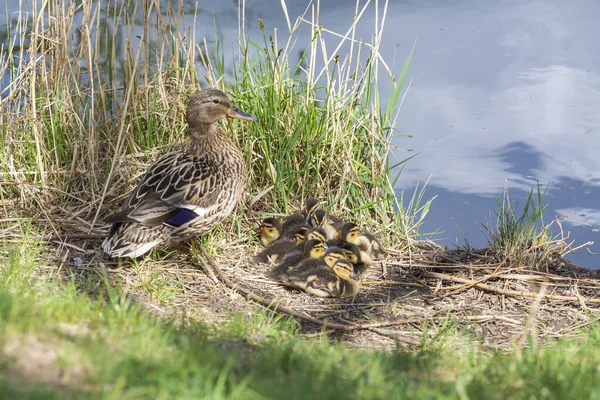 Pato Nada Estanque Hay Pequeños Patos Alrededor Foto Naturaleza Salvaje — Foto de Stock