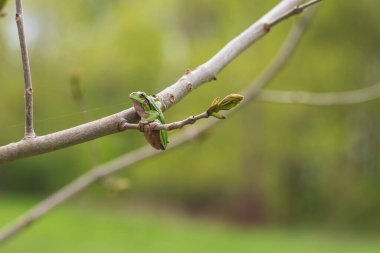 Yeşil ağaç kurbağası - Hyla arborea - doğal ortamında bir göletin yanındaki ağaç dalında oturur. Vahşi doğanın fotoğrafı..