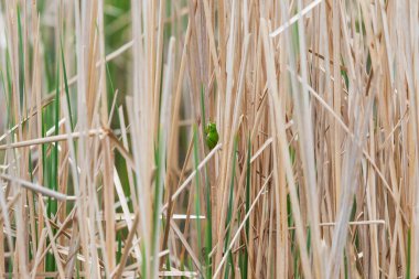Yeşil ağaç kurbağası - Hyla arborea - doğal ortamında bir gölette sazlığın üzerinde oturur. Vahşi doğanın fotoğrafı..
