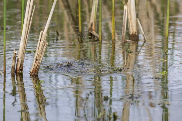 Der Frosch Teichwasser Paart Sich Seinem Natürlichen Lebensraum Foto Von — Stockfoto