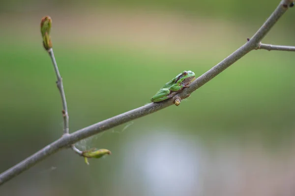 Πράσινος Βάτραχος Hyla Arborea Κάθεται Ένα Κλαδί Δέντρου Δίπλα Μια — Φωτογραφία Αρχείου