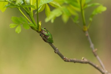 Hyla arborea - Dal üzerinde yeşil ağaç kurbağası ve göl kenarında sazlık. Ağaç kurbağası doğal ortamında. Vahşi fotoğraf.