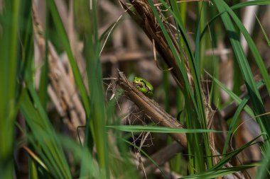 Hyla arborea - Dal üzerinde yeşil ağaç kurbağası ve göl kenarında sazlık. Ağaç kurbağası doğal ortamında. Vahşi fotoğraf.
