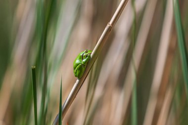 Hyla arborea - Dal üzerinde yeşil ağaç kurbağası ve göl kenarında sazlık. Ağaç kurbağası doğal ortamında. Vahşi fotoğraf.