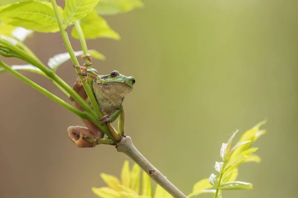 개구리는 나뭇가지에 갈대에 서식지에 개구리입니다 Wild Photo — 스톡 사진