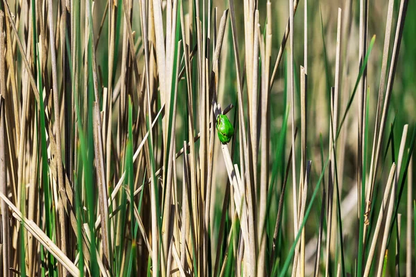 Hyla Arborea Green Tree Frog Гілці Тростині Біля Ставка Деревовидна — стокове фото