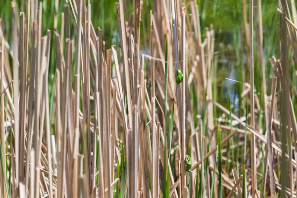Hyla Arborea 緑の木枝のカエルと池のほとりの葦 自然の生息地でのツリーカエル 野生写真 — ストック写真