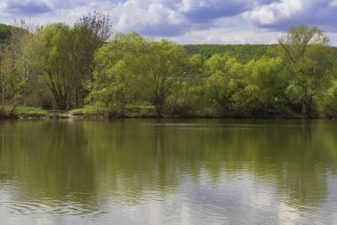 Göletin suyunun üzerinde kıvrılan ağaçlar. Dallar suya yansıyor..
