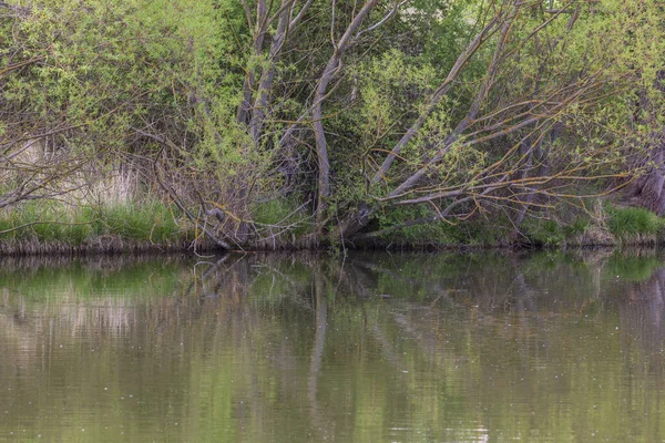 池の水の上に曲がる木 — ストック写真