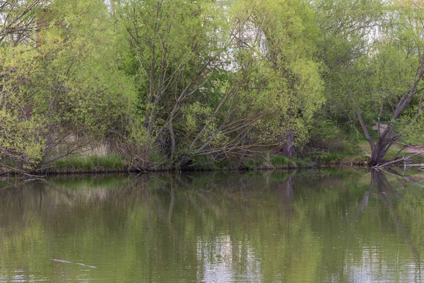 Stromy Které Sklánějí Nad Vodou Jezírku — Stock fotografie