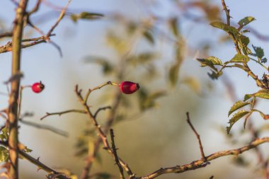 Rosehip 'te güzel bir akşam ışığında güzel bir bokeh ile.