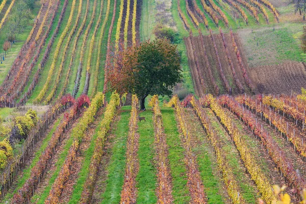 Beau Paysage Vignobles Automne Colorés République Tchèque Près Village Cejkovice — Photo