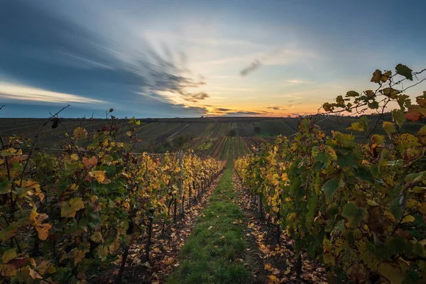 Bellissimo Paesaggio Vigneti Autunnali Colorati Nella Repubblica Ceca Vicino Villaggio — Foto Stock