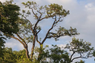 Güneşli bir havada, dallı bir ağaç mavi gökyüzüne doğru sürüklendi..