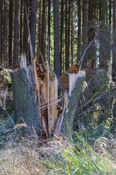 A broken tree in a forest struck by lightning.