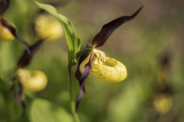 Orkide Cypripedium calceolus - Terlik güzel sarı çiçek yeşil arka planda güzel bokeh