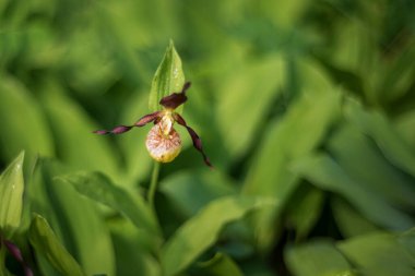 Orkide Cypripedium calceolus - Terlik güzel sarı çiçek yeşil arka planda güzel bokeh