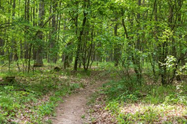 Ağaçlar arasındaki orman patikası. Her şey çok güzel yeşil