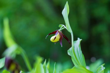 Cypripedium calceolus - terlik - lahana otunda güzel sarı çiçek. Vahşi doğanın fotoğrafı..