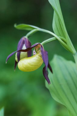 Cypripedium calceolus - terlik - lahana otunda güzel sarı çiçek. Vahşi doğanın fotoğrafı..