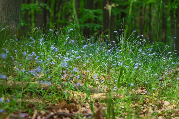 Winzige Blaue Vergissmeinnicht Blume Die Grünen Gras Wald Wächst Schönes — Stockfoto