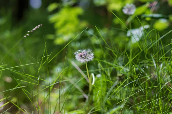 Schöne Grüne Pflanzen Gras Des Waldes — Stockfoto