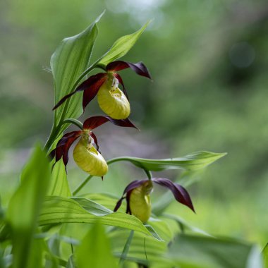 Orkide Cypripedium calceolus - Terlik güzel sarı çiçek yeşil arka planda güzel bokeh