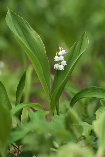 Lirio Del Valle Flor Blanca Con Hojas Verdes Bosque Bonito — Foto de Stock