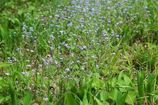 Winzige Blaue Vergissmeinnicht Blume Die Grünen Gras Wald Wächst Schönes — Stockfoto