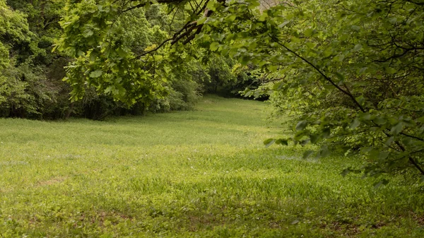 Schöne Wiese Mit Wiesengras Die Wiese Liegt Inmitten Des Waldes — Stockfoto
