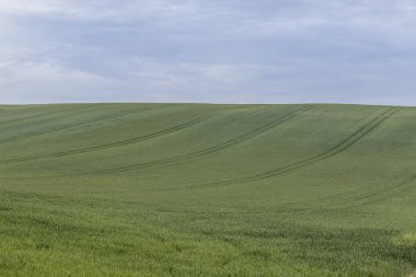 Üzerinde mavi bir gökyüzü ve açık mavi bulutlar olan yeşil bir tarlanın güzel manzarası..